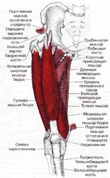 Миофасциальные боли и дисфункции. Руководство по триггерным точкам (в 2-х томах). Том 2. Нижние конечности - _07.jpg_9