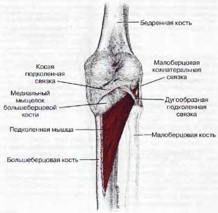 Миофасциальные боли и дисфункции. Руководство по триггерным точкам (в 2-х томах). Том 2. Нижние конечности - _10.jpg_5