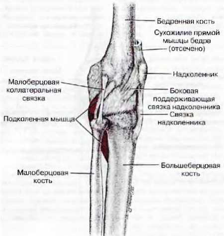 Миофасциальные боли и дисфункции. Руководство по триггерным точкам (в 2-х томах). Том 2. Нижние конечности - _11.jpg_4