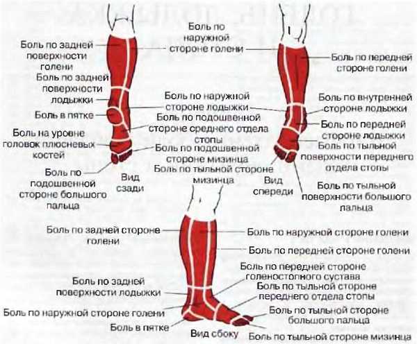 Миофасциальные боли и дисфункции. Руководство по триггерным точкам (в 2-х томах). Том 2. Нижние конечности - _15.jpg_1