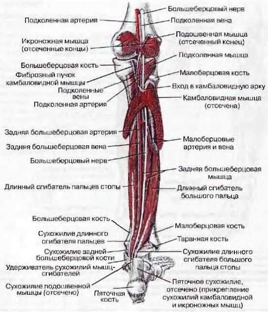 Миофасциальные боли и дисфункции. Руководство по триггерным точкам (в 2-х томах). Том 2. Нижние конечности - _01.jpg_21