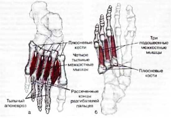 Миофасциальные боли и дисфункции. Руководство по триггерным точкам (в 2-х томах). Том 2. Нижние конечности - _01.jpg_24