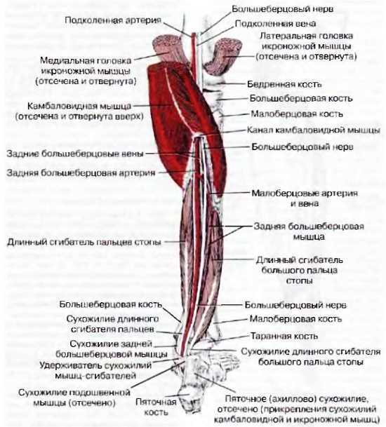 Миофасциальные боли и дисфункции. Руководство по триггерным точкам (в 2-х томах). Том 2. Нижние конечности - _02.jpg_20