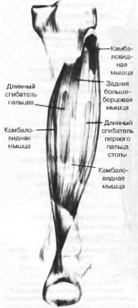 Миофасциальные боли и дисфункции. Руководство по триггерным точкам (в 2-х томах). Том 2. Нижние конечности - _03.jpg_20