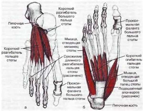 Миофасциальные боли и дисфункции. Руководство по триггерным точкам (в 2-х томах). Том 2. Нижние конечности - _03.jpg_22