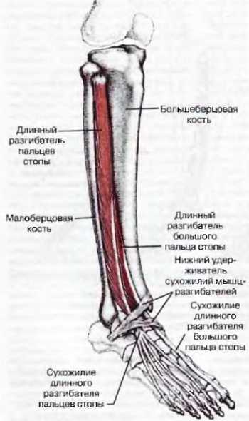 Миофасциальные боли и дисфункции. Руководство по триггерным точкам (в 2-х томах). Том 2. Нижние конечности - _04.jpg_19