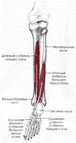 Миофасциальные боли и дисфункции. Руководство по триггерным точкам (в 2-х томах). Том 2. Нижние конечности - _09.jpg_9