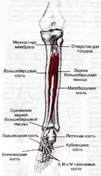 Миофасциальные боли и дисфункции. Руководство по триггерным точкам (в 2-х томах). Том 2. Нижние конечности - _15.jpg_2