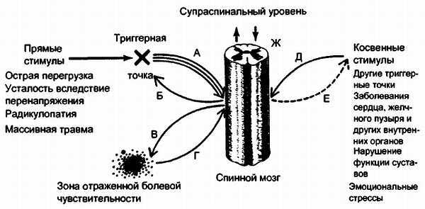 Миофасциальные боли и дисфункции. Руководство по триггерным точкам (в 2-х томах). Том 1. Верхняя половина туловища - _00.jpg_1