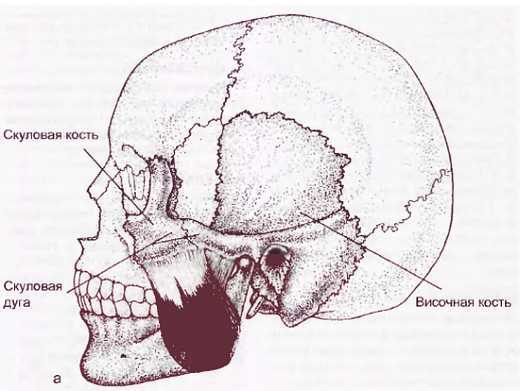 Миофасциальные боли и дисфункции. Руководство по триггерным точкам (в 2-х томах). Том 1. Верхняя половина туловища - _00.jpg_15