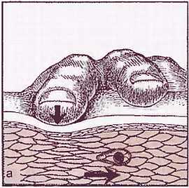 Миофасциальные боли и дисфункции. Руководство по триггерным точкам (в 2-х томах). Том 1. Верхняя половина туловища - _00.jpg_5
