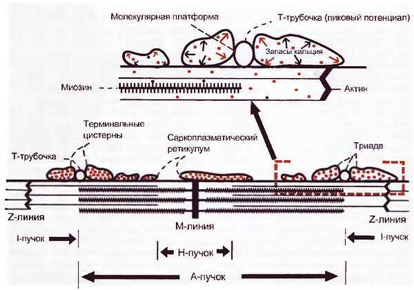 Миофасциальные боли и дисфункции. Руководство по триггерным точкам (в 2-х томах). Том 1. Верхняя половина туловища - _01.jpg_1