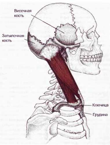 Миофасциальные боли и дисфункции. Руководство по триггерным точкам (в 2-х томах). Том 1. Верхняя половина туловища - _01.jpg_10