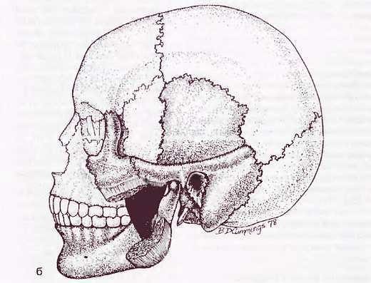 Миофасциальные боли и дисфункции. Руководство по триггерным точкам (в 2-х томах). Том 1. Верхняя половина туловища - _01.jpg_13