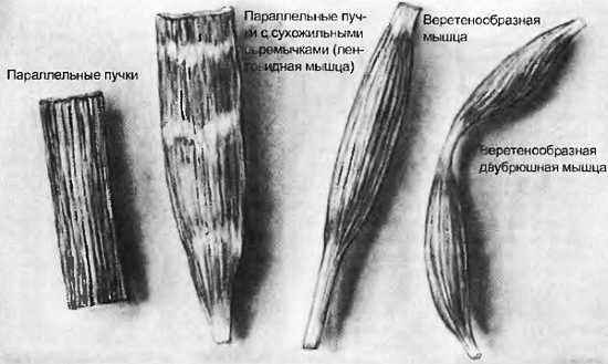 Миофасциальные боли и дисфункции. Руководство по триггерным точкам (в 2-х томах). Том 1. Верхняя половина туловища - _04.jpg_0