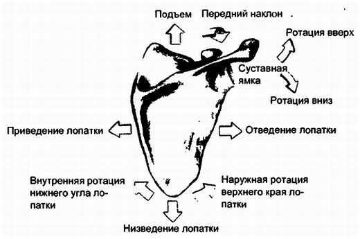 Миофасциальные боли и дисфункции. Руководство по триггерным точкам (в 2-х томах). Том 1. Верхняя половина туловища - _06.jpg_4