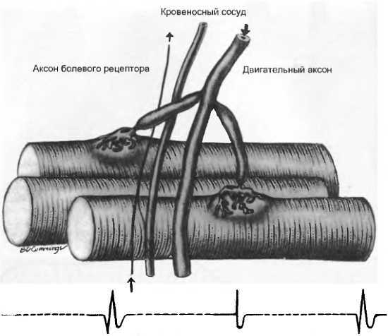 Миофасциальные боли и дисфункции. Руководство по триггерным точкам (в 2-х томах). Том 1. Верхняя половина туловища - _08.jpg