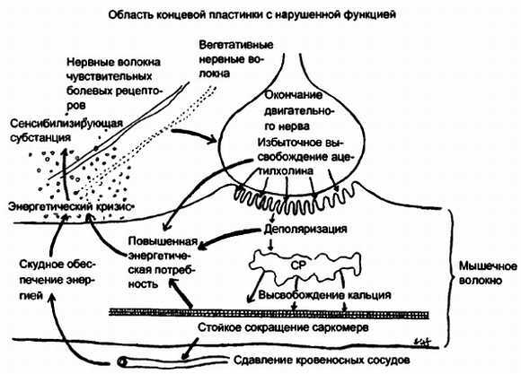 Миофасциальные боли и дисфункции. Руководство по триггерным точкам (в 2-х томах). Том 1. Верхняя половина туловища - _08.jpg_0