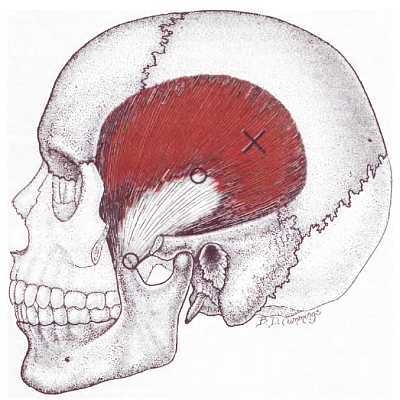 Миофасциальные боли и дисфункции. Руководство по триггерным точкам (в 2-х томах). Том 1. Верхняя половина туловища - _08.jpg_1