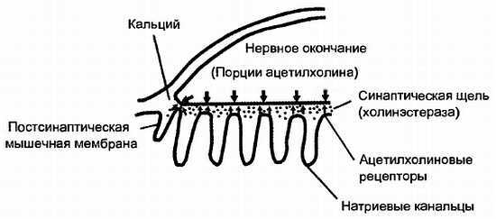 Миофасциальные боли и дисфункции. Руководство по триггерным точкам (в 2-х томах). Том 1. Верхняя половина туловища - _10.jpg