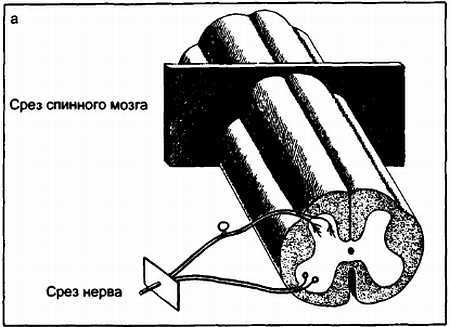 Миофасциальные боли и дисфункции. Руководство по триггерным точкам (в 2-х томах). Том 1. Верхняя половина туловища - _13.jpg_0