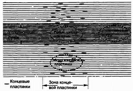 Миофасциальные боли и дисфункции. Руководство по триггерным точкам (в 2-х томах). Том 1. Верхняя половина туловища - _17.jpg