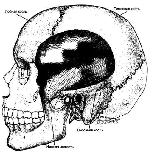 Миофасциальные боли и дисфункции. Руководство по триггерным точкам (в 2-х томах). Том 1. Верхняя половина туловища - _01.jpg_14