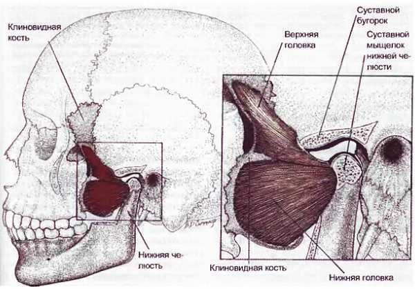 Миофасциальные боли и дисфункции. Руководство по триггерным точкам (в 2-х томах). Том 1. Верхняя половина туловища - _01.jpg_16