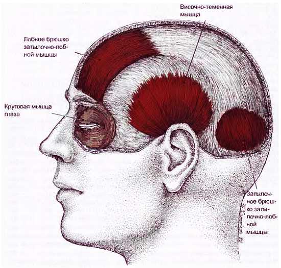 Миофасциальные боли и дисфункции. Руководство по триггерным точкам (в 2-х томах). Том 1. Верхняя половина туловища - _01.jpg_20