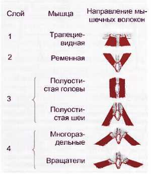Миофасциальные боли и дисфункции. Руководство по триггерным точкам (в 2-х томах). Том 1. Верхняя половина туловища - _01.jpg_21