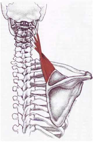 Миофасциальные боли и дисфункции. Руководство по триггерным точкам (в 2-х томах). Том 1. Верхняя половина туловища - _01.jpg_23