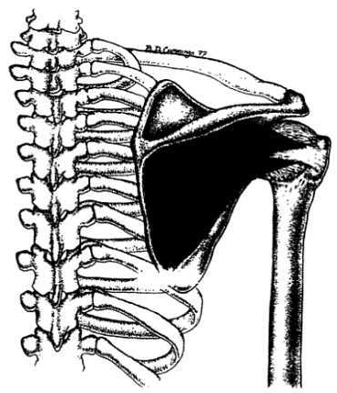 Миофасциальные боли и дисфункции. Руководство по триггерным точкам (в 2-х томах). Том 1. Верхняя половина туловища - _01.jpg_25