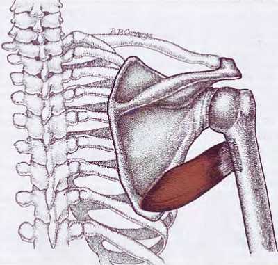 Миофасциальные боли и дисфункции. Руководство по триггерным точкам (в 2-х томах). Том 1. Верхняя половина туловища - _01.jpg_27