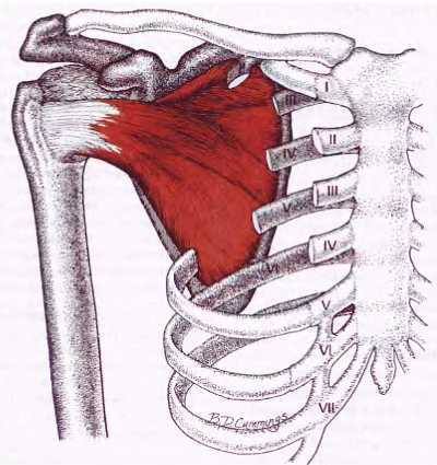 Миофасциальные боли и дисфункции. Руководство по триггерным точкам (в 2-х томах). Том 1. Верхняя половина туловища - _01.jpg_28