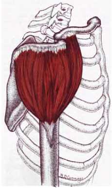 Миофасциальные боли и дисфункции. Руководство по триггерным точкам (в 2-х томах). Том 1. Верхняя половина туловища - _01.jpg_29