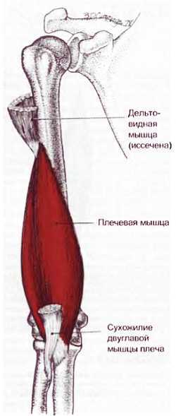 Миофасциальные боли и дисфункции. Руководство по триггерным точкам (в 2-х томах). Том 1. Верхняя половина туловища - _01.jpg_31