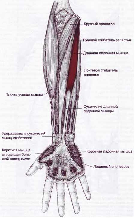 Миофасциальные боли и дисфункции. Руководство по триггерным точкам (в 2-х томах). Том 1. Верхняя половина туловища - _01.jpg_35