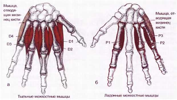 Миофасциальные боли и дисфункции. Руководство по триггерным точкам (в 2-х томах). Том 1. Верхняя половина туловища - _01.jpg_37