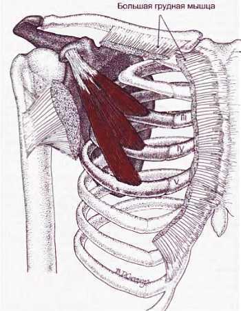 Миофасциальные боли и дисфункции. Руководство по триггерным точкам (в 2-х томах). Том 1. Верхняя половина туловища - _01.jpg_41