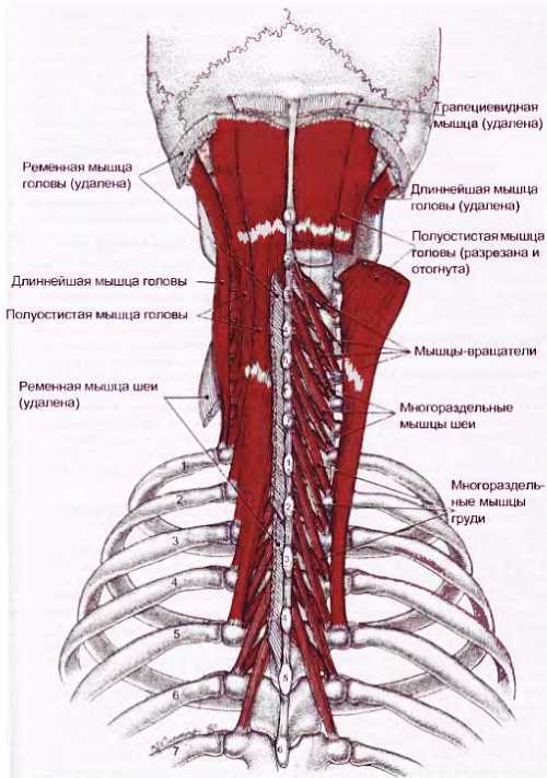 Миофасциальные боли и дисфункции. Руководство по триггерным точкам (в 2-х томах). Том 1. Верхняя половина туловища - _02.jpg_20