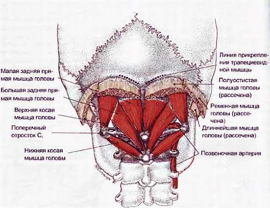 Миофасциальные боли и дисфункции. Руководство по триггерным точкам (в 2-х томах). Том 1. Верхняя половина туловища - _02.jpg_21