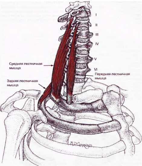 Миофасциальные боли и дисфункции. Руководство по триггерным точкам (в 2-х томах). Том 1. Верхняя половина туловища - _02.jpg_23