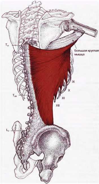 Миофасциальные боли и дисфункции. Руководство по триггерным точкам (в 2-х томах). Том 1. Верхняя половина туловища - _02.jpg_26
