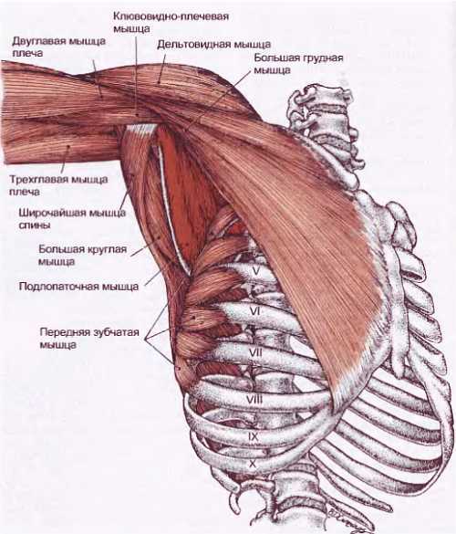 Миофасциальные боли и дисфункции. Руководство по триггерным точкам (в 2-х томах). Том 1. Верхняя половина туловища - _02.jpg_28