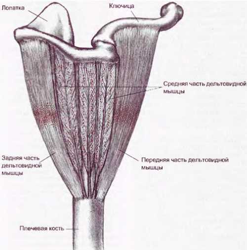 Миофасциальные боли и дисфункции. Руководство по триггерным точкам (в 2-х томах). Том 1. Верхняя половина туловища - _02.jpg_29