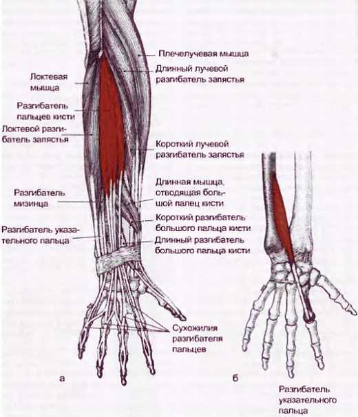 Миофасциальные боли и дисфункции. Руководство по триггерным точкам (в 2-х томах). Том 1. Верхняя половина туловища - _02.jpg_34