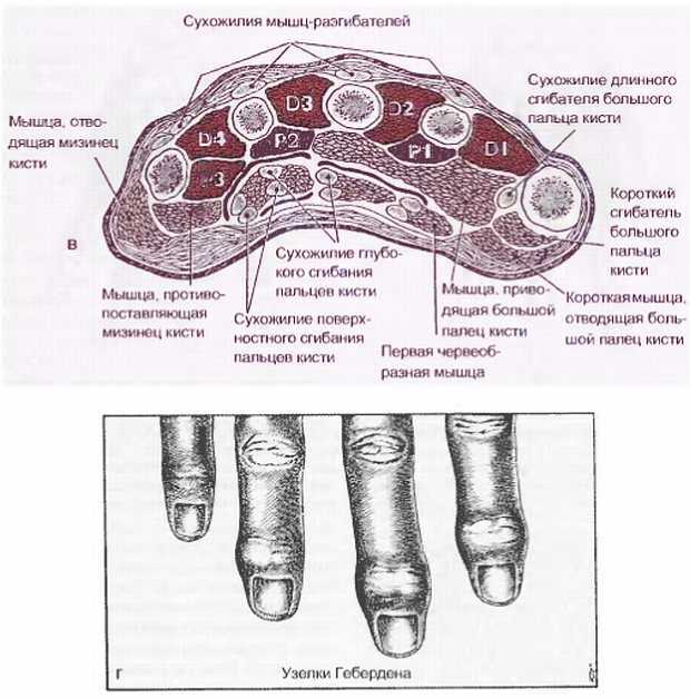 Миофасциальные боли и дисфункции. Руководство по триггерным точкам (в 2-х томах). Том 1. Верхняя половина туловища - _02.jpg_37