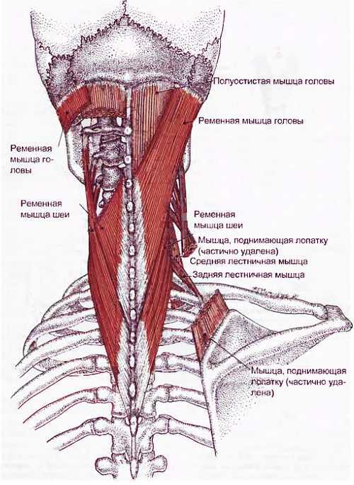 Миофасциальные боли и дисфункции. Руководство по триггерным точкам (в 2-х томах). Том 1. Верхняя половина туловища - _03.jpg_15