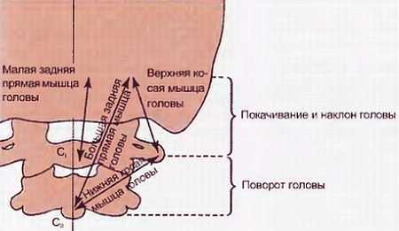 Миофасциальные боли и дисфункции. Руководство по триггерным точкам (в 2-х томах). Том 1. Верхняя половина туловища - _03.jpg_18