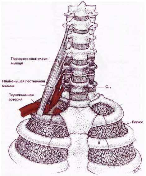 Миофасциальные боли и дисфункции. Руководство по триггерным точкам (в 2-х томах). Том 1. Верхняя половина туловища - _03.jpg_19